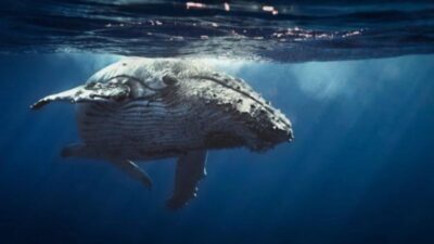 Liệu giá XRP có giảm khi Cá voi chuyển 30 triệu USD XRP sang các sàn giao dịch?