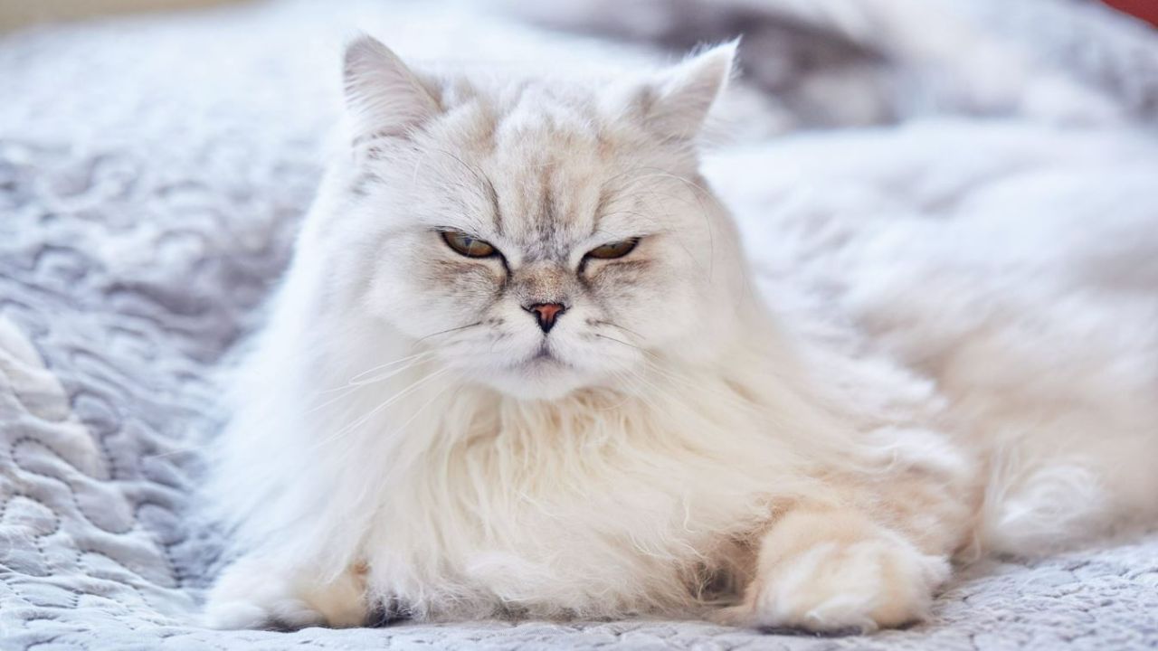 Nuôi mèo và nguy cơ mắc chứng tâm thần phân liệt có liên quan gì?