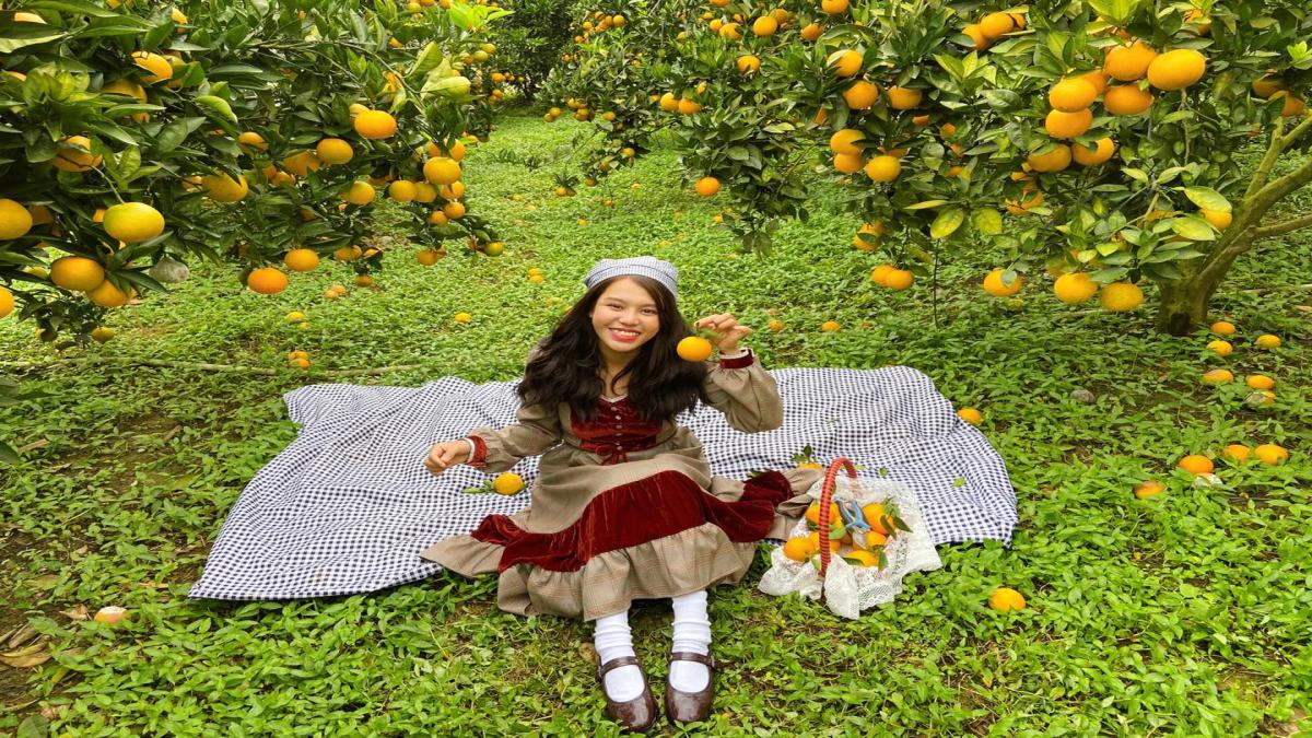 Ngắm tận mắt những vườn cam chín vàng ở Mộc Châu, đem về bộ ảnh cô gái hái cam nghìn like